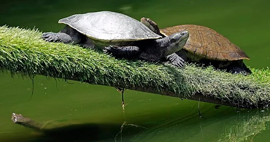 Niyə tısbağalar Supermen pozasında uzanmağı sevirlər..?