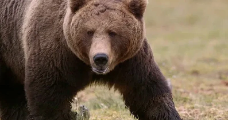 Японцы бросили армию против медведей