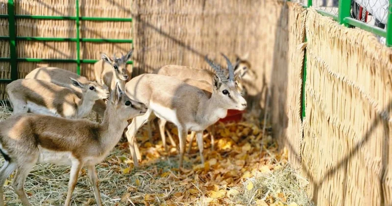 Culfada təbiətə nadir heyvanlar buraxıldı FOTOLAR
