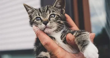 İnsanların pişikləri anlamaqda niyə çətinlik çəkdiyi aşkar edilib...