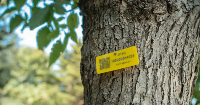 Meşələrdə ağacların inventarlaşdırılması və nişanlanmasına başlanıldı