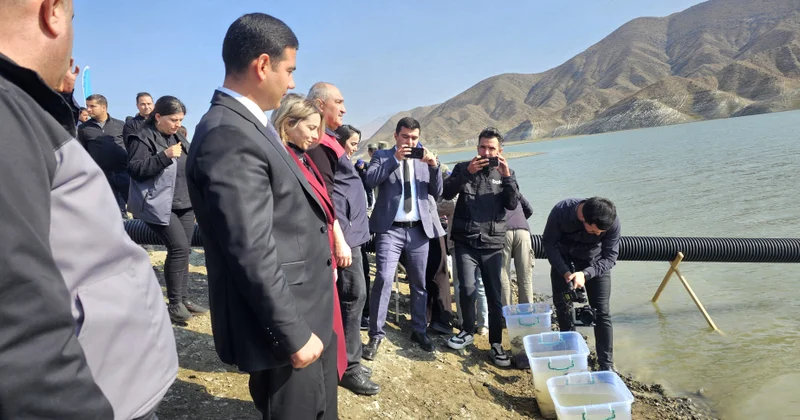 Naxçıvanda Heydər Əliyev Su Anbarına 300 min balıq körpəsi buraxılıb