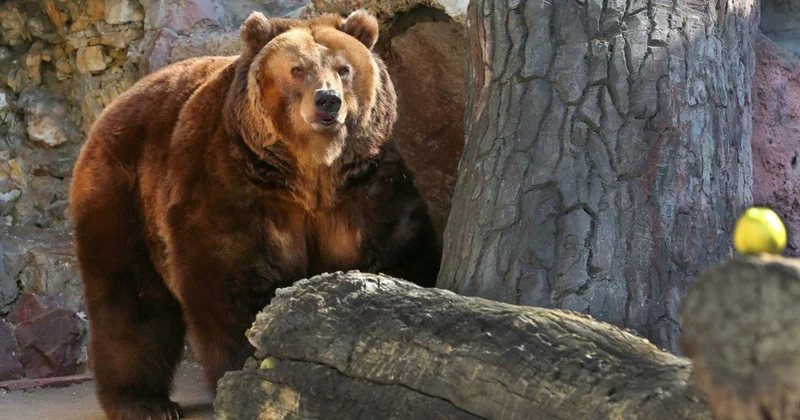 Yaponiyada ayı otelə girib ailəni “girov götürdü”
