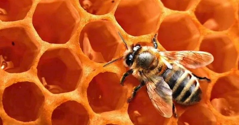 Arı pətəyinin sirri