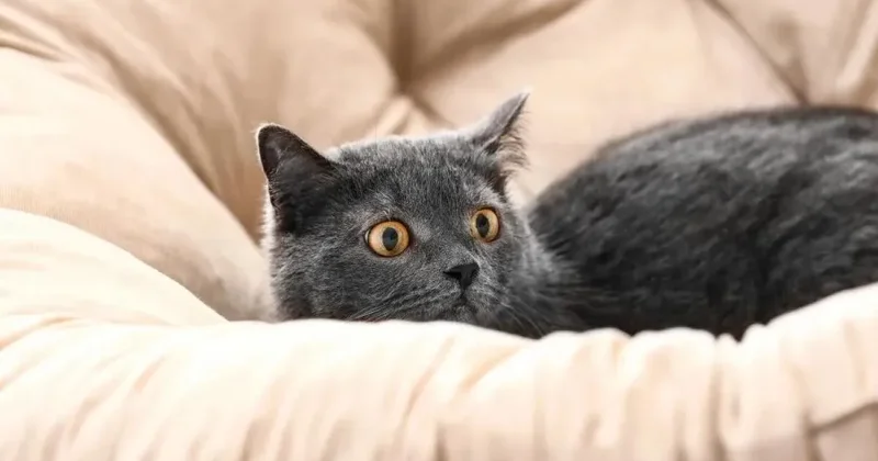 Pişiklər üçün ölümcül sayılan jest: