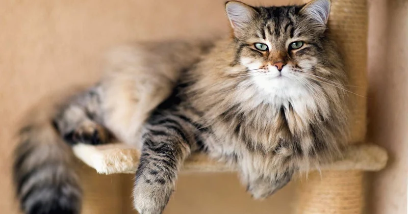 Ученые выяснили, почему люди плохо понимают кошек