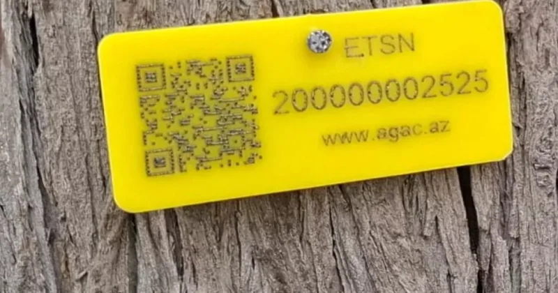 Паспорт для деревьев: в Азербайджане началась инвентаризация в лесных зонах