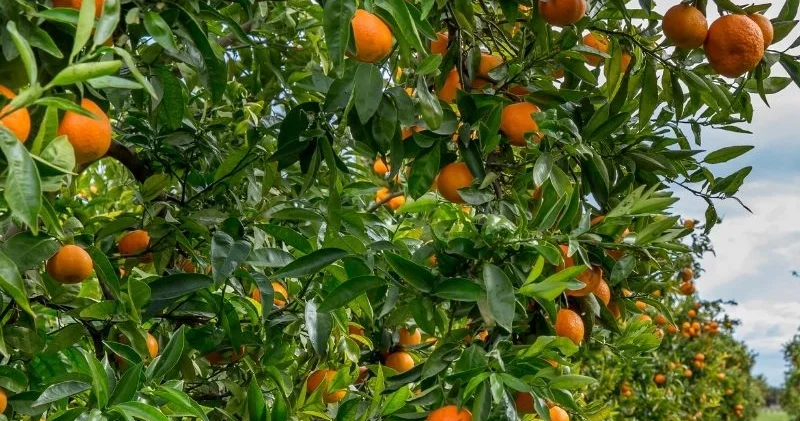 Astarada naringi ağaclarda çürüyür: Səbəb nədir?