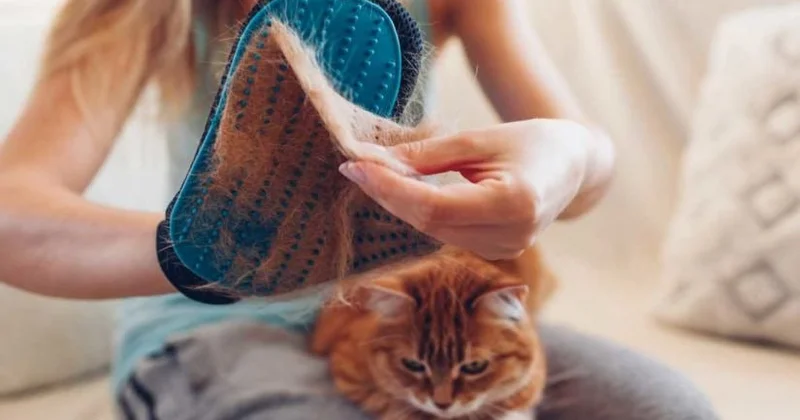 Evdə pişik və it tükü probleminə son