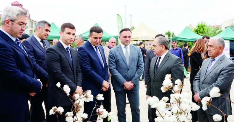 Saatlıda pambıq festivalı