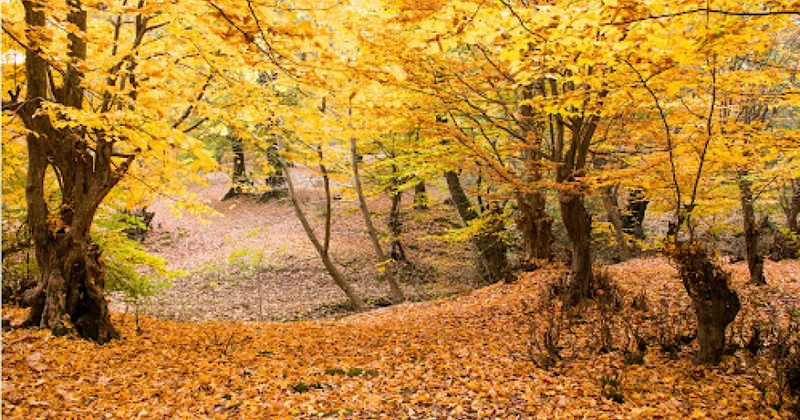 Nazirlik: Son 1 ildə 1869 hektar meşə fondu torpağı meşəbərpa işlərinə cəlb olunub
