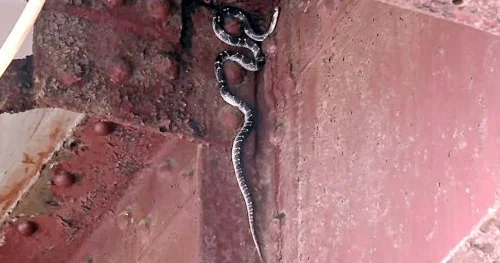 Ölən oğlunu diriltmək üçün meyiti inək peyinində saxladı