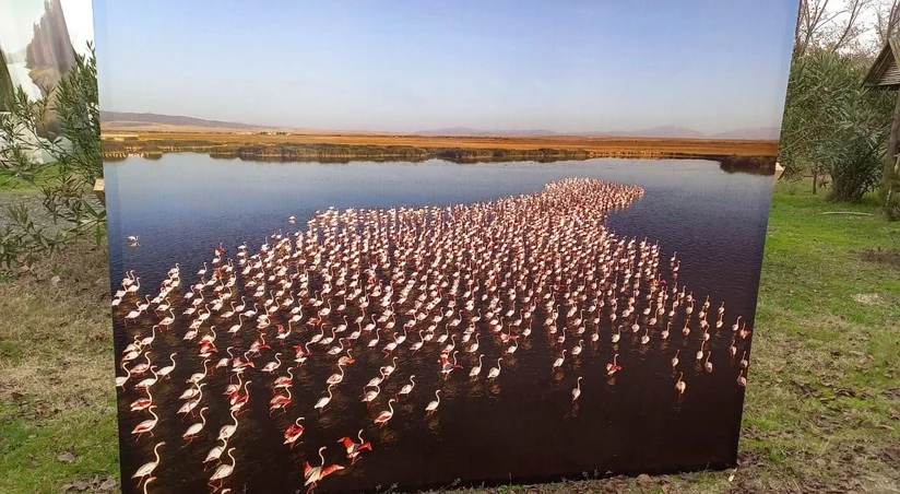 Qızılağac Milli Parkında növbəti dəfə “Flaminqo festivalı” keçirilib