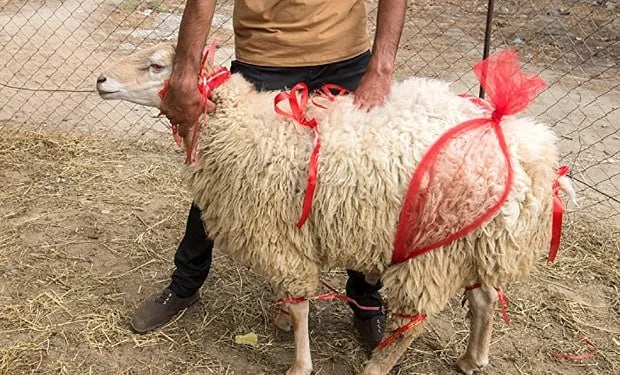 “Heyvanı kişilər kəsər” ƏNƏNƏSİ İslamda bu cür ŞƏRT varmı?