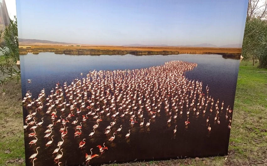 Qızılağac Milli Parkında növbəti dəfə “Flaminqo festivalı” keçirilib