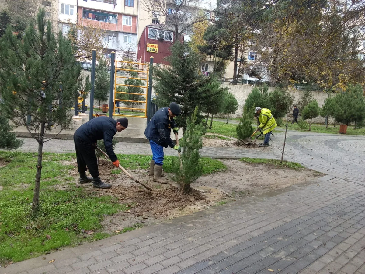 Xətaidə aksiya keçirildi: 500 ağac... FOTOLAR