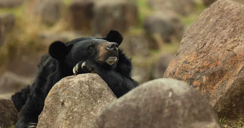 Yaponiya ayı hücumlarında rekordla üzləşib