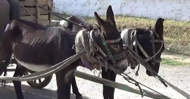 Eşşək arabasına çırpılan maşını qadın sürücü sürətlə idarə edirmiş