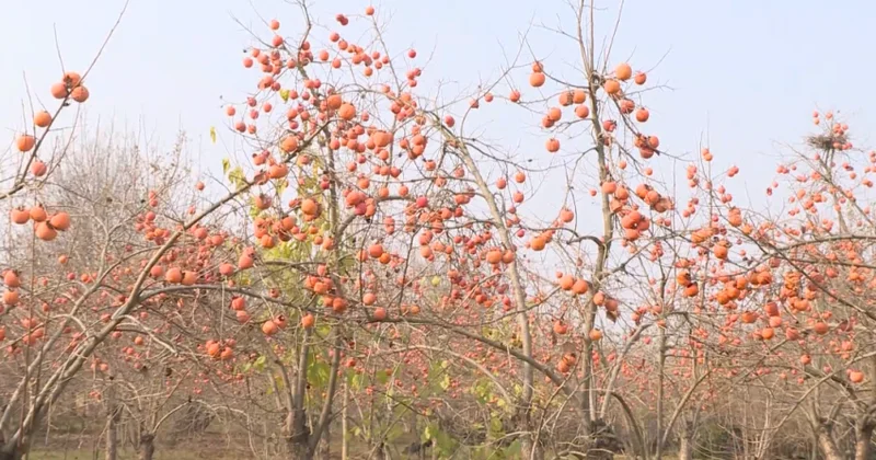 İmişlidə tonlarla xurma ağaclarda çürüyür (VİDEO)