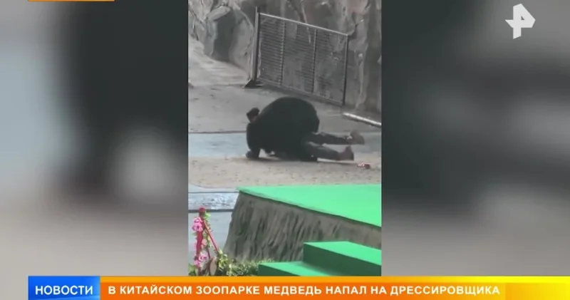Медведь напал на дрессировщика в китайском зоопарке ВИДЕО