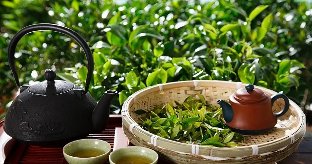 Bu il Azərbaycanda çay istehsalı 7% dən çox azalıb