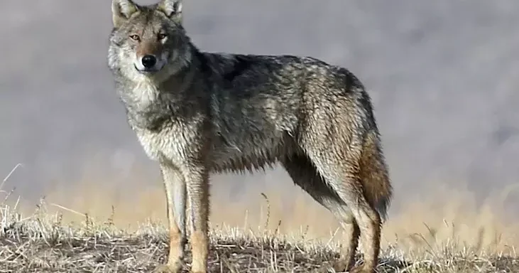 Vəhşi canavar yemək üçün yaşayış sahəsinə endi, qarğalar imkan vermədi