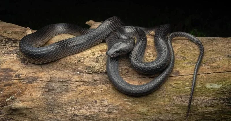 В сети показали черную змею нового для науки вида ФОТО