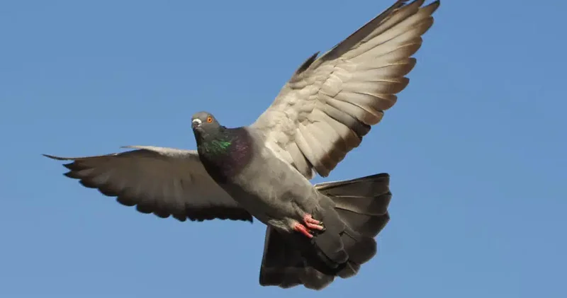 Göyərçin hara uçacağını necə bilir? Alimlər onun daxili qulağında kompas tapdı