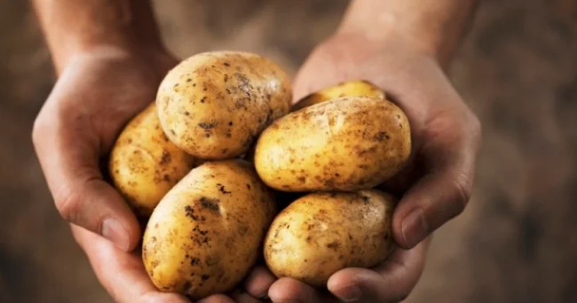 Bədənin həm kartofa, həm də dənli bitkilərə ehtiyacı var ARAŞDIRMA