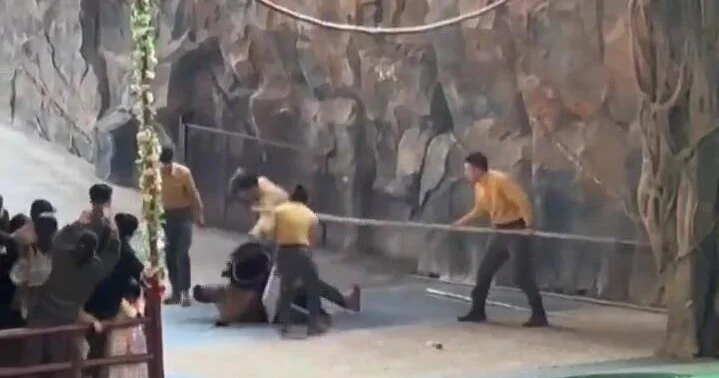 В Китае черный медведь напал на дрессировщика ВИДЕО