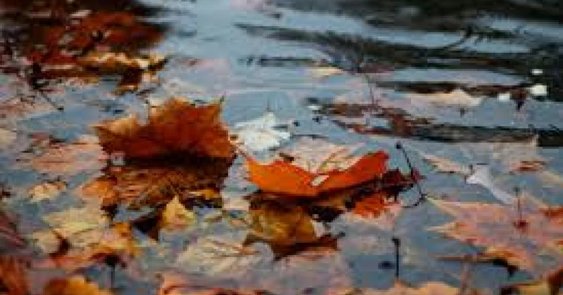 Прогноз синоптиков: дожди