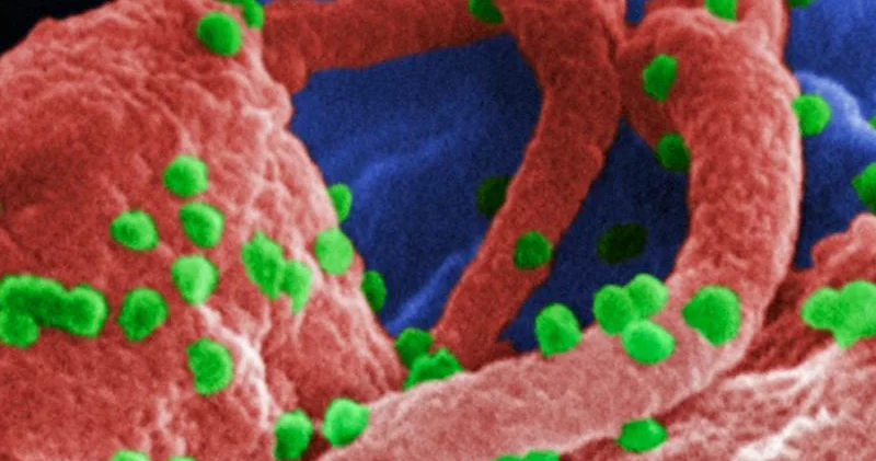 Yaşlı hüceyrələri yenidən cavanlaşdırmaq mümkün olacaq