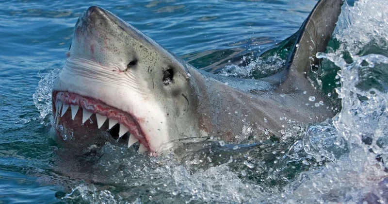 В Австралии нашли окаменелости гигантской акулы возрастом 115 млн лет