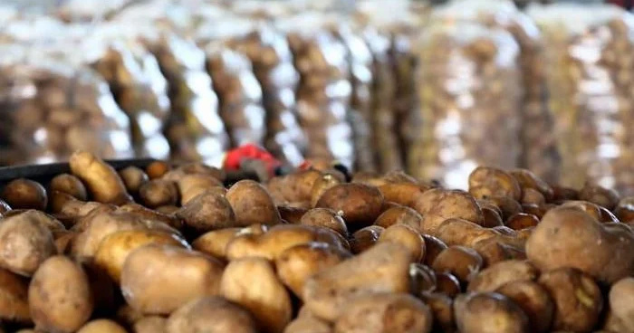 Bu il Qubadlıda 1 053 ton kartof yığılıb