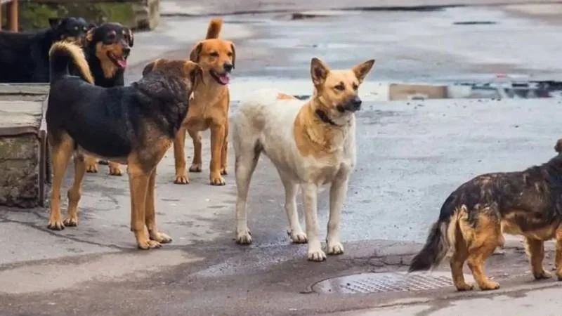 Uşaq sahibsiz itlərin hücumuna məruz qaldı FOTO