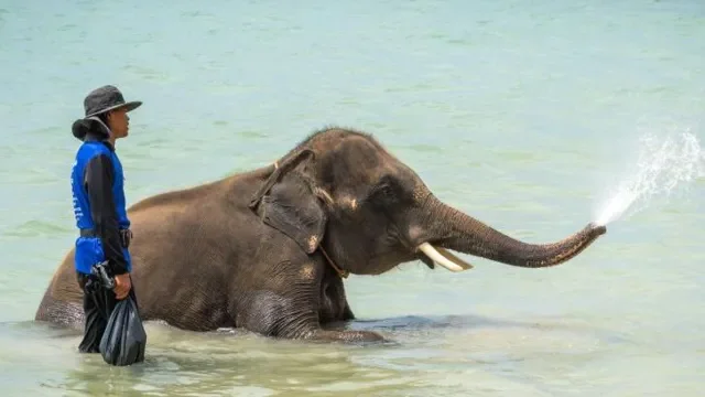 Mahout, fili turisti vuraraq öldürdükdən sonra ittiham edildi