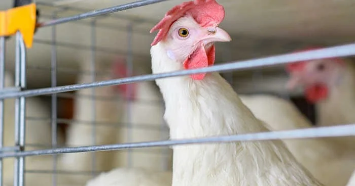 AQTA: В Азербайджане нет птичьего гриппа