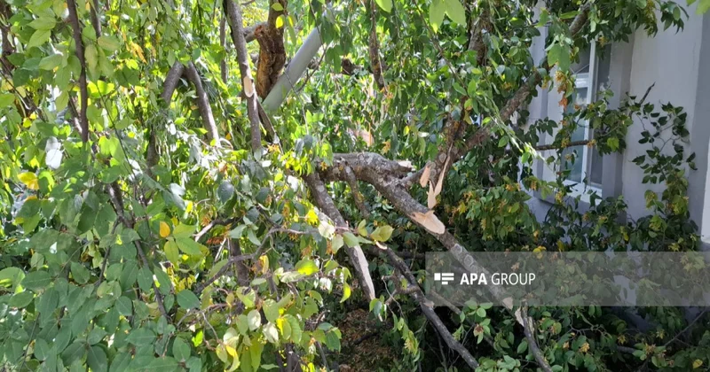 Xətai rayonunda ağaclar kəsilib, materiallar Baş Prokurorluğa göndəriləcək