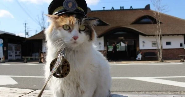 Dəmiryol stansiyasına pişik rəis təyin olundu
