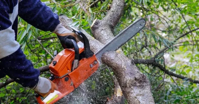 Bakıda ağaclar kəsildi prokurorluğa müraciət edildi