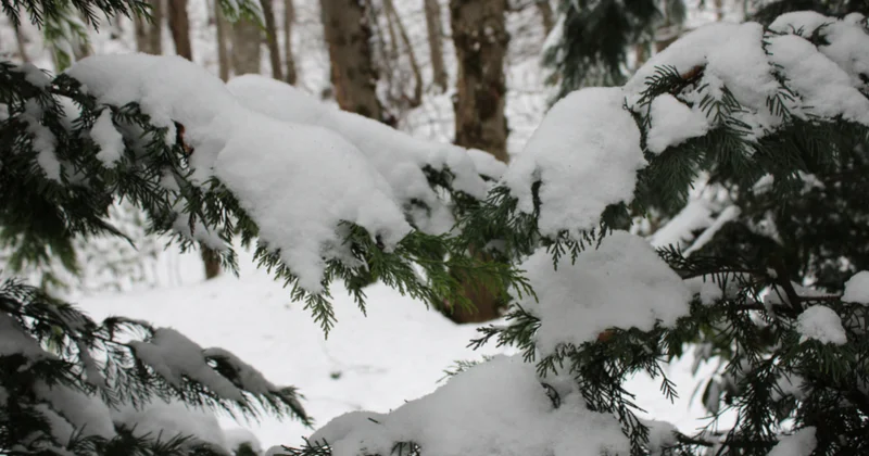 Sabah bəzi rayonlarda hava fasilələrlə yağıntılı olacaq, dağlıq ərazilərdə qar yağacaq