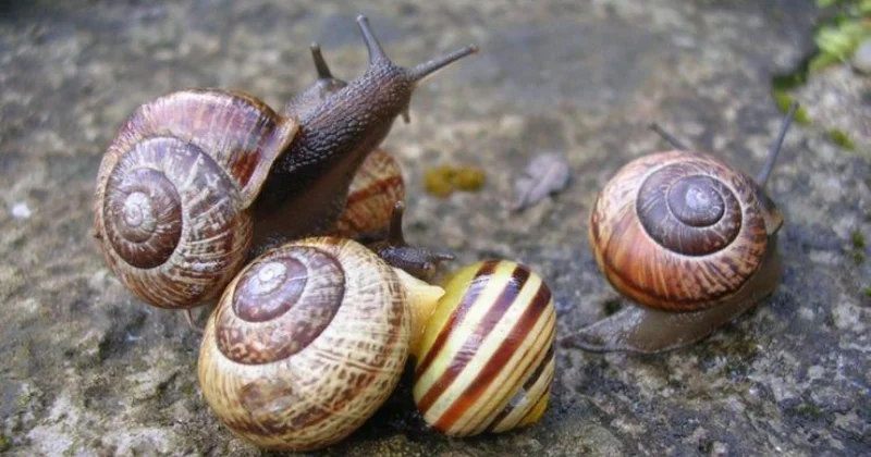 Azərbaycan Avropaya ilbiz məhsullarının ixracına başlayır