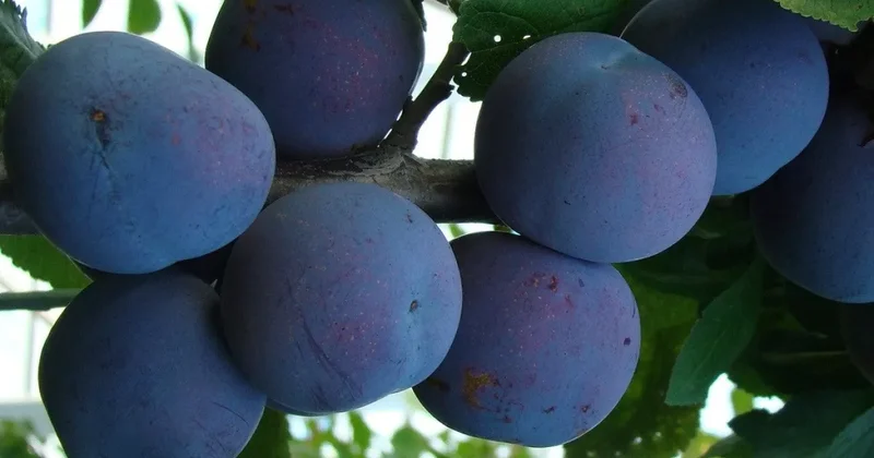 Тонны узбекской сливы отправились в Россию