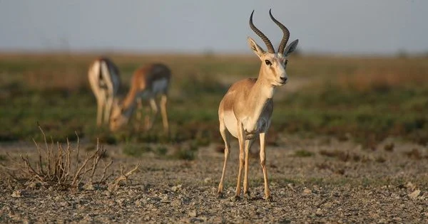 Зеркало нашей природы