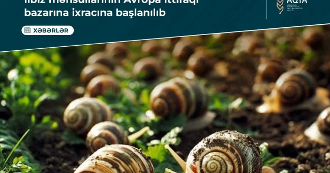 Выращенные в Сальяне улитки будут экспортироваться в ЕС