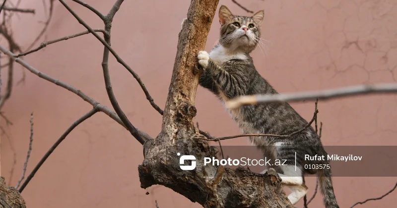 Evdə saxlamaq üçün ən yaxşı doqquz pişik cinsi və onların davranış xüsusiyyətləri
