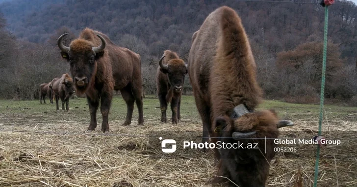 241 вид животных находится под угрозой вымирания в Азербайджане