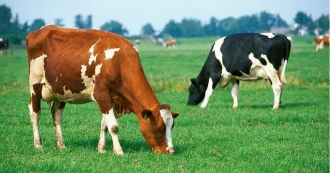 İribuynuzlu mal qaranın sayı niyə azalır?