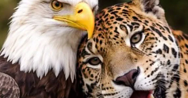 Густаво Петро после разговора с Дональд Трамп опубликовал символичное фото в Facebook