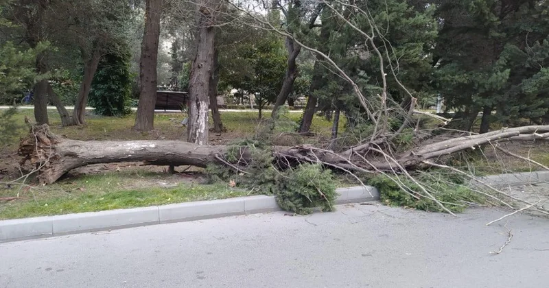 Xətaidə parkdakı ağaclar gecəylə kəsilib Dövlət Xidməti Baş Prokurorluğa müraciət edib